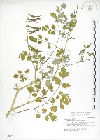 臺灣黃菫藏品圖，第1張