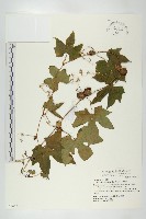 雙輪瓜藏品圖，第1張