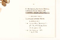 稻槎菜藏品圖，第2張