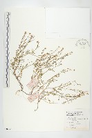 窄葉碎米薺藏品圖，第1張