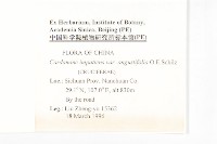 窄葉碎米薺藏品圖，第2張