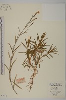 瞿麥藏品圖，第1張