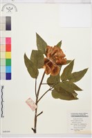 牡丹藏品圖，第1張