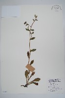 盾果草藏品圖，第1張