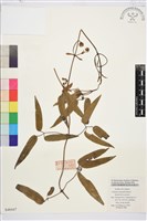 小木通藏品圖，第1張