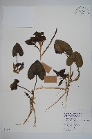 青城細辛藏品圖，第1張