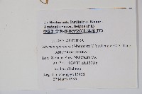 青城細辛藏品圖，第2張