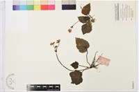 卵葉銀蓮花藏品圖，第1張