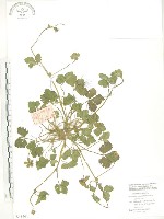 蛇莓、地莓、龍吐珠藏品圖，第1張