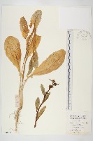 榨菜藏品圖，第1張