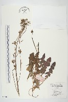 黃鵪菜藏品圖，第1張