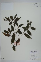 珊瑚冬青藏品圖，第1張