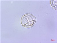 紫麻藏品圖，第3張