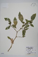 雲南山殼骨藏品圖，第1張