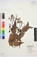 小木通藏品圖，第1張