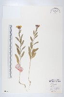 桂竹香藏品圖，第1張