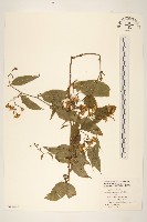 登錄號:S048495藏品圖，第1張