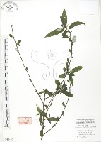 水麻藏品圖，第1張