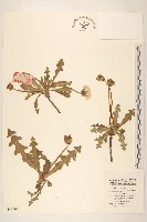 蒲公英藏品圖，第1張