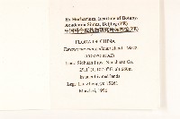 蒲公英藏品圖，第2張