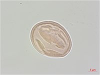 登錄號:S048507藏品圖，第1張