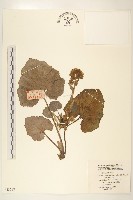 蜂斗菜、蛇頭菜藏品圖，第1張