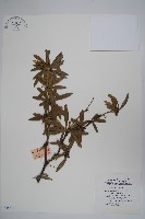 刺黃柏藏品圖，第1張