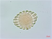 尾葉遠志藏品圖，第1張