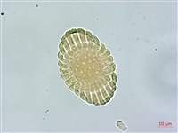 尾葉遠志藏品圖，第2張