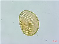 尾葉遠志藏品圖，第3張