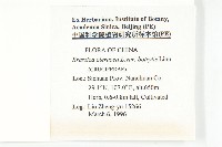 花椰菜、球花甘籃、花菜藏品圖，第2張