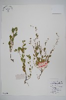 附地菜藏品圖，第1張