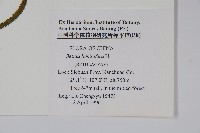 亮葉樺藏品圖，第2張