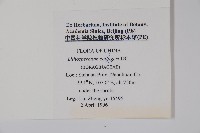 梓木草藏品圖，第2張