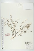 焊菜藏品圖，第1張