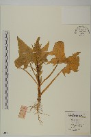 菠菜、菠菱菜藏品圖，第1張