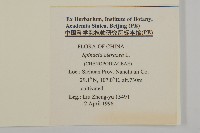 菠菜、菠菱菜藏品圖，第2張