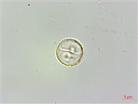 伏毛樓梯草藏品圖，第2張