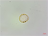 伏毛樓梯草藏品圖，第3張