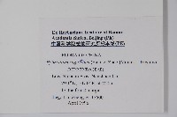 光葉淫羊藿藏品圖，第2張