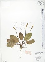 車前草藏品圖，第1張