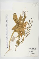 油菜藏品圖，第1張