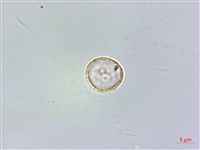 樓梯草藏品圖，第1張