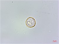 樓梯草藏品圖，第2張