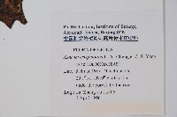 皺花細辛藏品圖，第2張