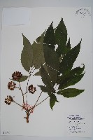 狹葉鵝掌柴藏品圖，第1張