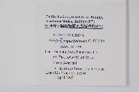 狹葉鵝掌柴藏品圖，第2張