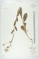 大青藏品圖，第1張