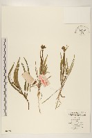 細葉苦實藏品圖，第1張