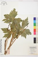 川西翠雀花藏品圖，第1張